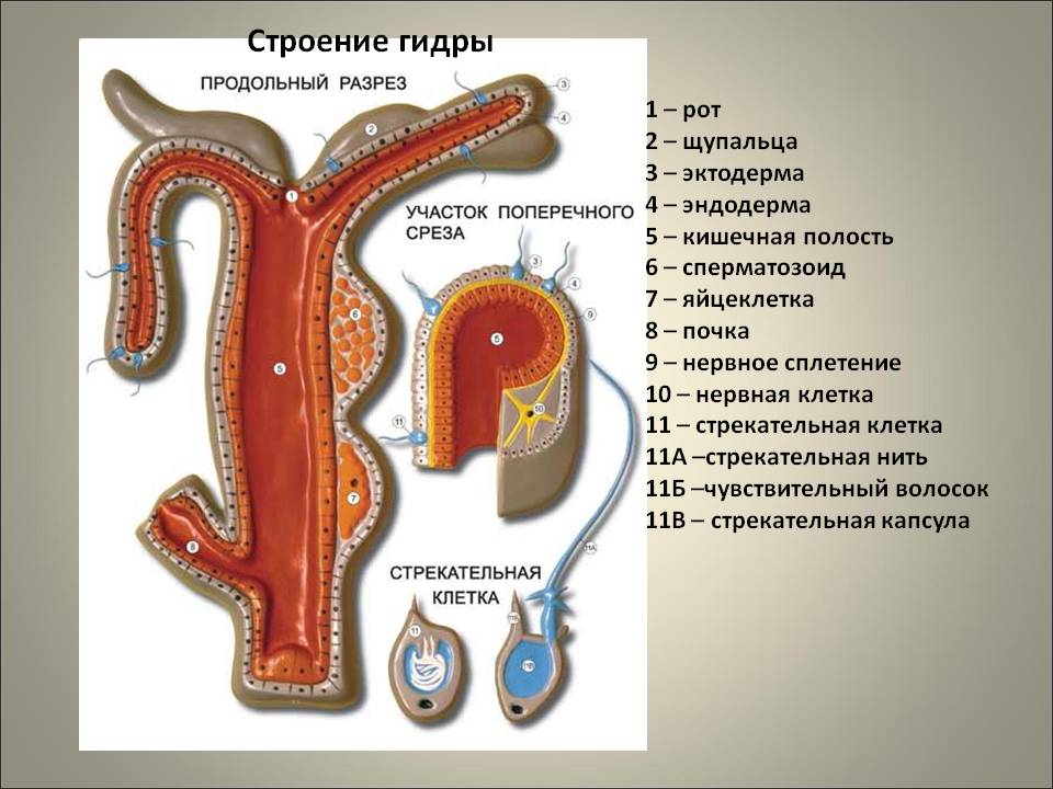 Кракен адрес